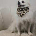 Μπαντάνα Λεοπάρ