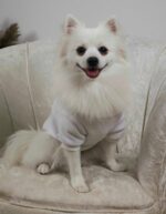 Φούτερ Για Σκύλους - Με Στάμπα Πατουσίτσα - Image 2