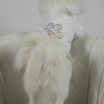 Φούτερ Για Σκύλους - Με Στάμπα Πατουσίτσα