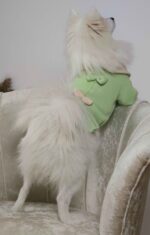 Πράσινο Μπλουζάκι Για Σκύλους - Με Φιόγκους - Image 7